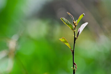 Beautifully Growing Shrubs. This beautifully growing shrubby plant is commonly used by the people of North Sumatra as a substitute for rope.