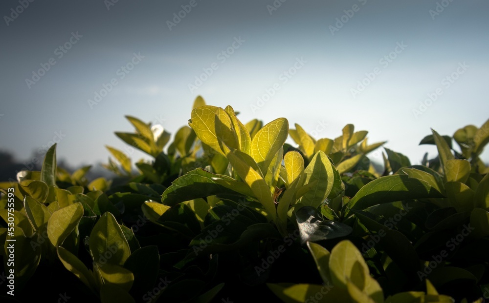 Canvas Prints natural plants and green foliage