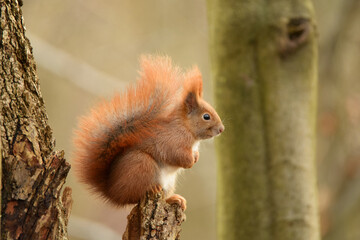 red squirrel or Eurasian red squirrel