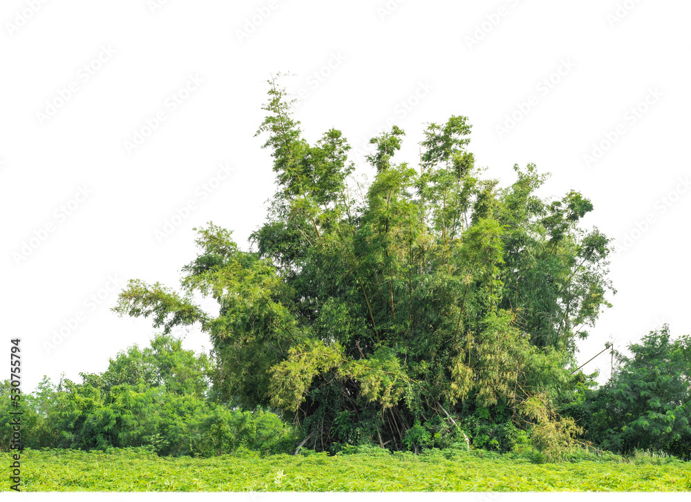Poster Green Trees on transparent background. are Forest and foliage in summer for both printing and web pages with cut path and alpha channel