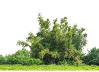 Green Trees on transparent background. are Forest and foliage in summer for both printing and web pages with cut path and alpha channel