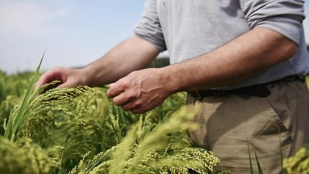 Un agriculteur regarde son champ de millet et attrape les &eacute;pis avec ses mains