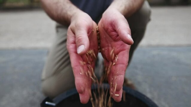 Un agriculteur vide des grains de bl&eacute; de ses mains