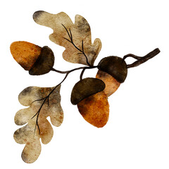 Watercolor acorn botanical  © CholladaArt