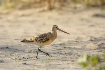  Bar-tailed godwit hunting for food on a Baltic sea beach
