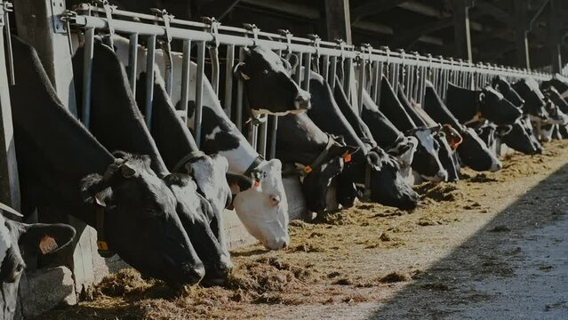 Troupeau de vaches au cornadis dans une exploitation bovine en train de manger