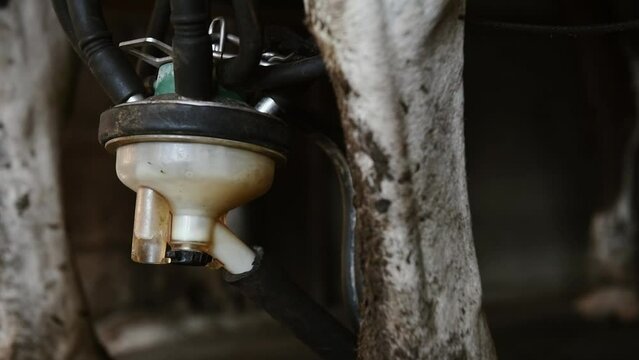 Gros plan sur le lait qui passe dans la machine de traite accroch&eacute;e &agrave; la vache