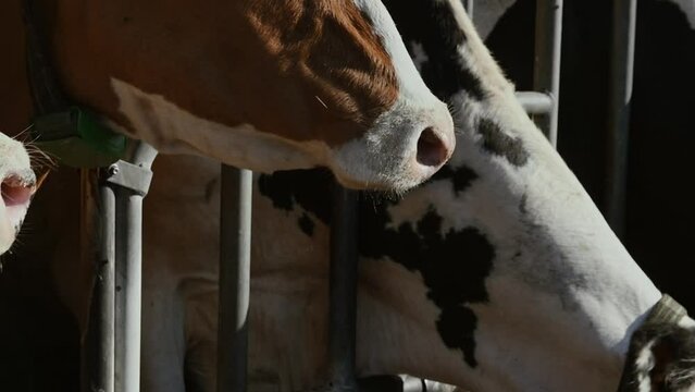 Gros plan sur le museau d'une vache au cornadis dans une exploitation bovine