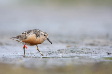 Red knot bird hunting for food on the Baltic sea