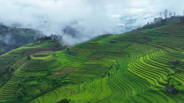 Drone view of Rice terraces with morning mist in Mu cang chai, Vietnam. Beautiful landscape in Vietnam.