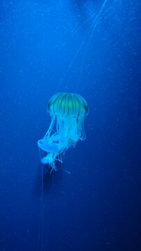 Tenerife - Mai 2018: Tenerife - Loro Park - Jellyfish