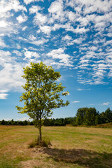 drzewo na tle błękitu nieba