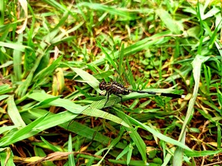 Very beautiful dragonfly 