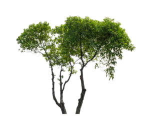 Tree on transparent picture background with clipping path, single tree with clipping path and alpha channel.
