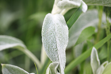 Stachys lanata Jacq, Chistets woolly or Woolly cleaner. Byzantine Chistets, Lamiaceae family. Also known as Hare ears. Fluffy plant in the garden