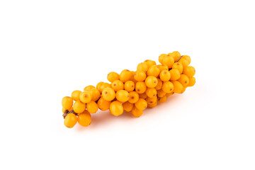 Sea-buckthorn berries branch on a white background