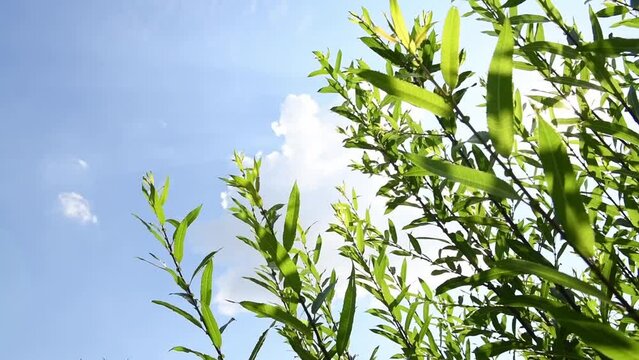 Champ d'osier dans le vent et la lumi&egrave;re dans l'ouest de la France