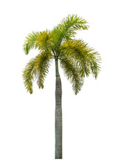 Palm tree on transparent picture background with clipping path, single tree with clipping path and alpha channel.