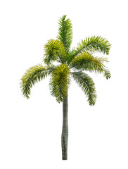 Palm tree on transparent picture background with clipping path, single tree with clipping path and alpha channel.