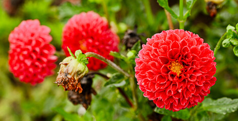 Beautiful close-up of a red dahlia