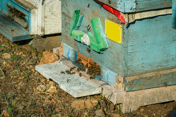 Beehives near Pine Tree before honey harvest