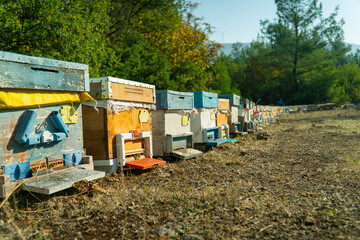Fototapeta na wymiar Beehives near Pine Tree before honey harvest