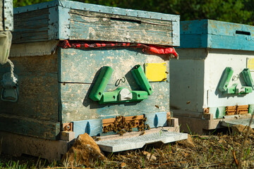 Beehives near Pine Tree before honey harvest