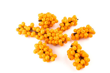 Sea-buckthorn berries branch on a white background