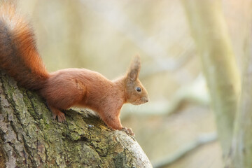 Naklejka na ściany i meble red squirrel or Eurasian red squirrel