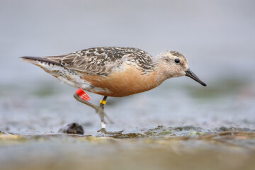 Red knot bird hunting for food on the Baltic sea