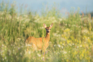 The roe deer in the meadow