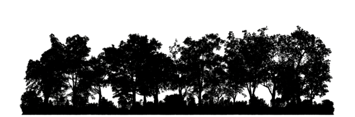 Silhouette tree brush design on transparent .background, illustrations brush brush from real tree with clipping path and alpha channel