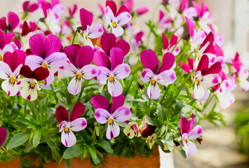 ２色咲きの鉢植えのビオラの花