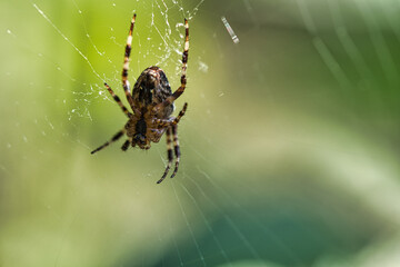 Cross spider in a spider web, lurking for prey. Blurred background