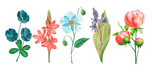 Set of watercolor wild flowers. Isolated illustration of pink peony, lily, blue poppy for postcards and decor.