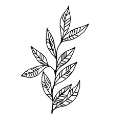 A branch with leaves, a graphic drawing of a twig