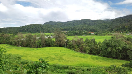 Fototapeta na wymiar Landscape of paddy field with blue sky, Thailand.