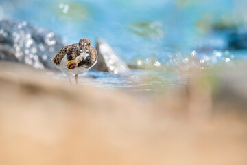 Fine art portrait of the ruddy turnstone at hunt (Arenaria interpres)
