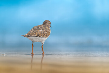 On the beach at sunset, the ruddy turnstone (Arenaria interpres)