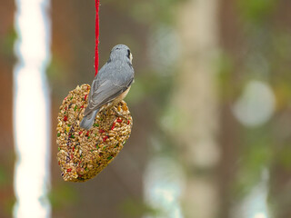 Nuthatch, observed at a feeder heart feeding in the forest. Small gray white bird