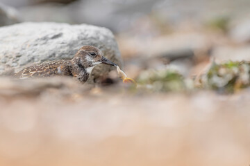 Amazing portrait of ruddy turnstone with mollusk in its beak (Arenaria interpres)