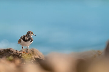 The ruddy turnstone on the rock at sunset (Arenaria interpres)