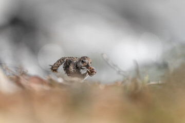 Looking for shellfish, fine art portrait of ruddy turnstone with prey in the beak (Arenaria interpres)