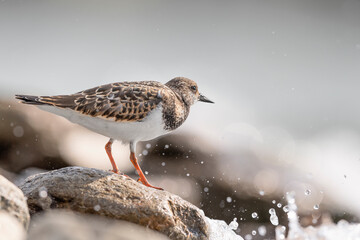 On the rock, fine art portrait of the ruddy turnstone (Arenaria interpres)
