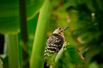 bird on a branch
