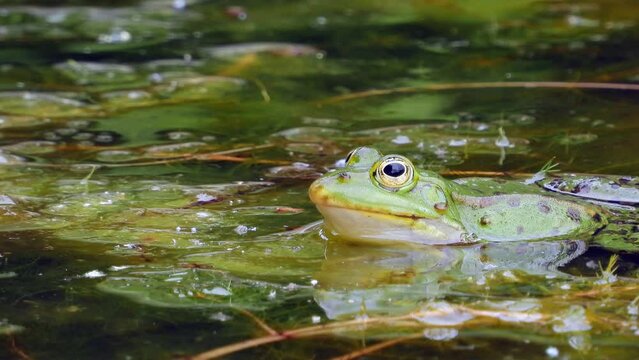 Wasserfrosch oder Grünfrosch im Teich