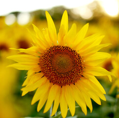 Naklejka premium Deficit of sunflower oil in the world. Sunflower field. Sunflower bloom in summer.