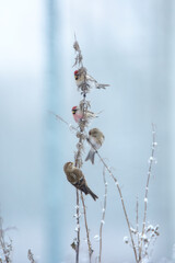 Fototapeta premium A closeup of a Common redpoll in countryside in winter