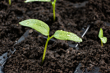 Growing peppers from seeds. Step 5 - the sprout has grown.