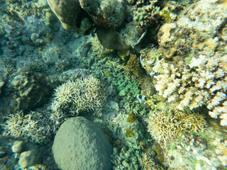 Diving in Unauna - Indonesia